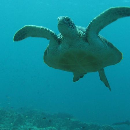 Gili Pirates Dive & Bnb Gili Trawangan Zewnętrze zdjęcie