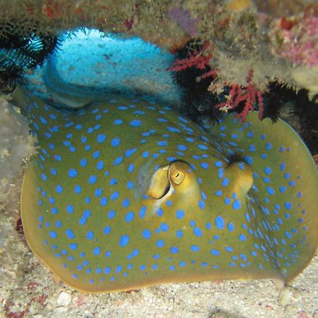Gili Pirates Dive & Bnb Gili Trawangan Zewnętrze zdjęcie