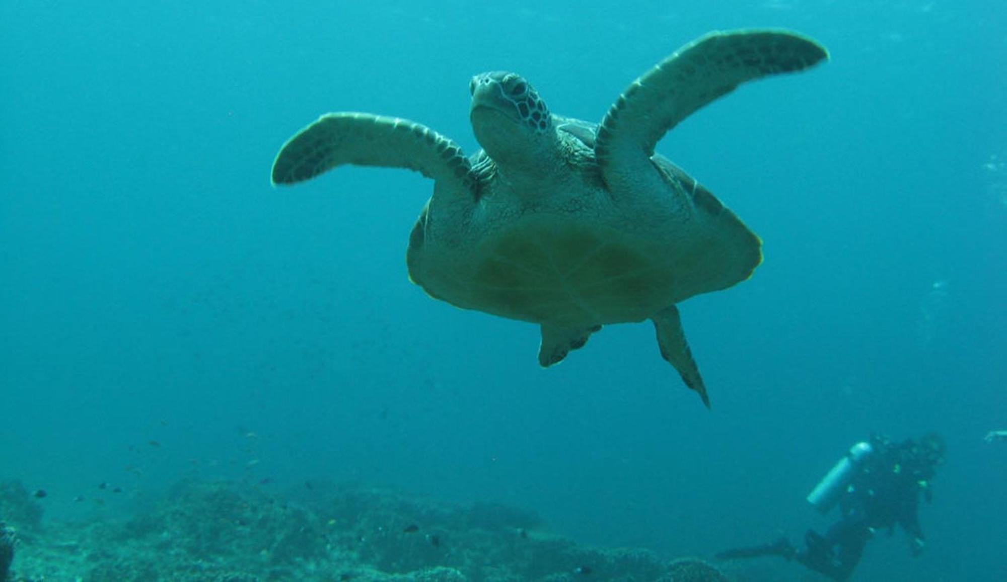 Gili Pirates Dive & Bnb Gili Trawangan Zewnętrze zdjęcie