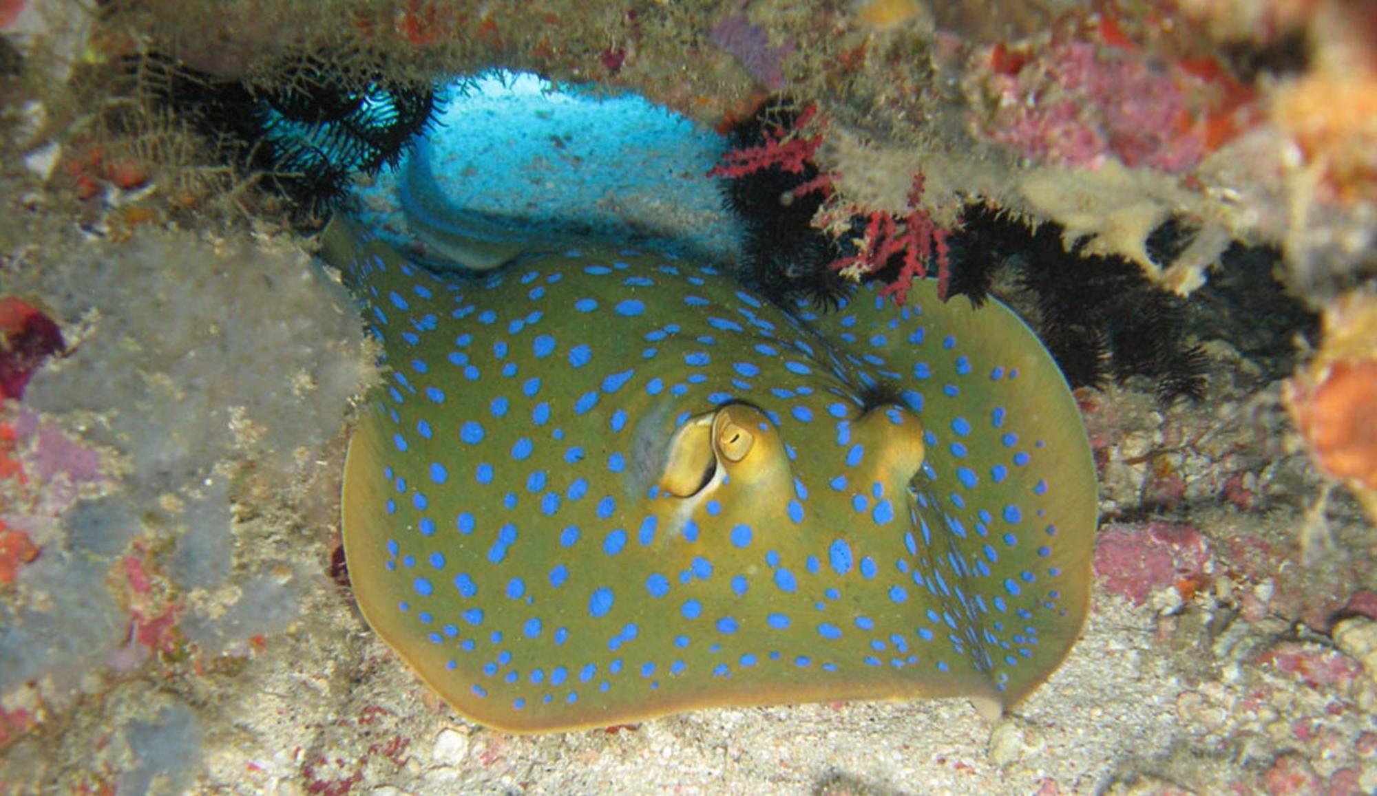 Gili Pirates Dive & Bnb Gili Trawangan Zewnętrze zdjęcie