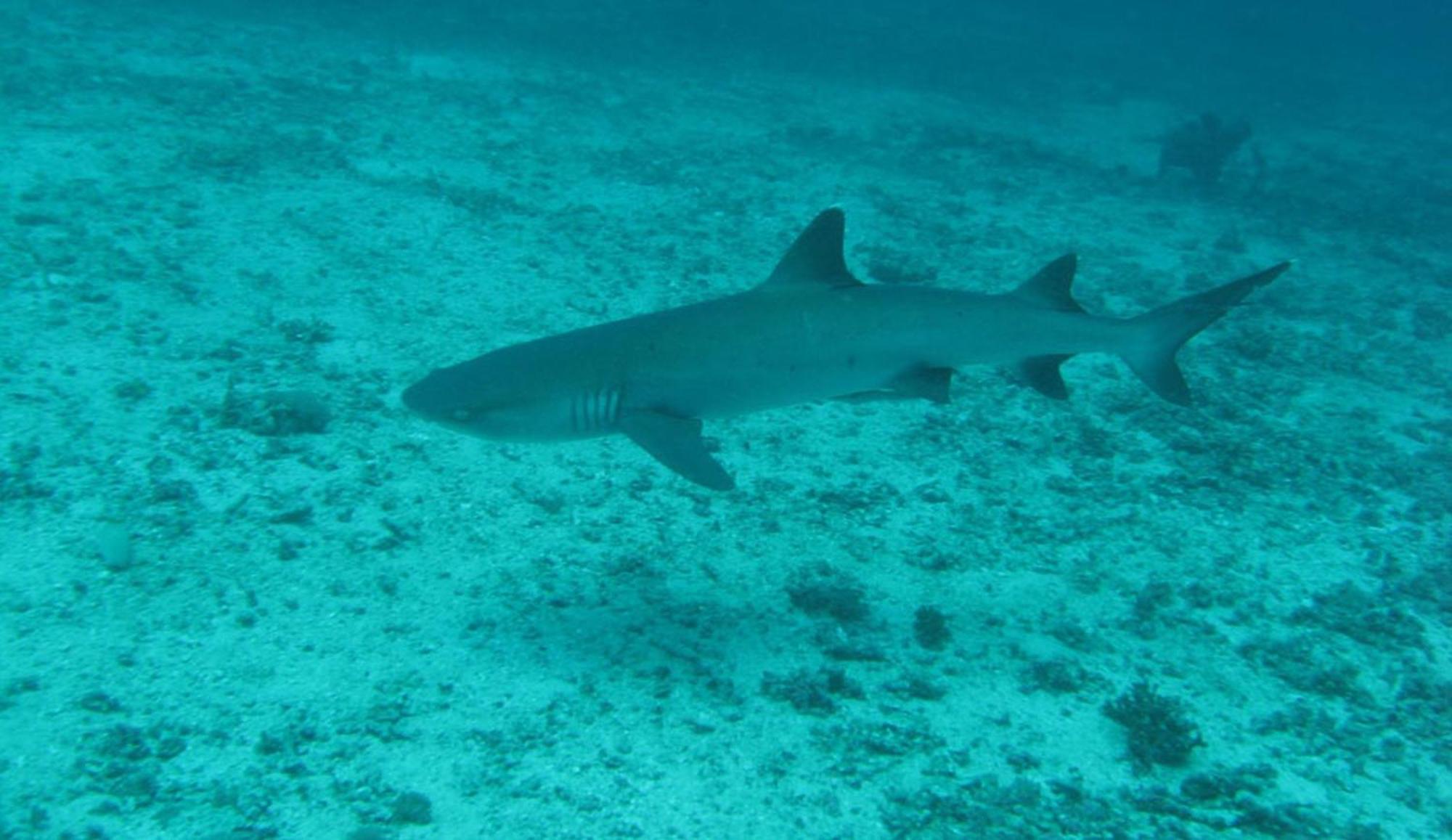 Gili Pirates Dive & Bnb Gili Trawangan Zewnętrze zdjęcie