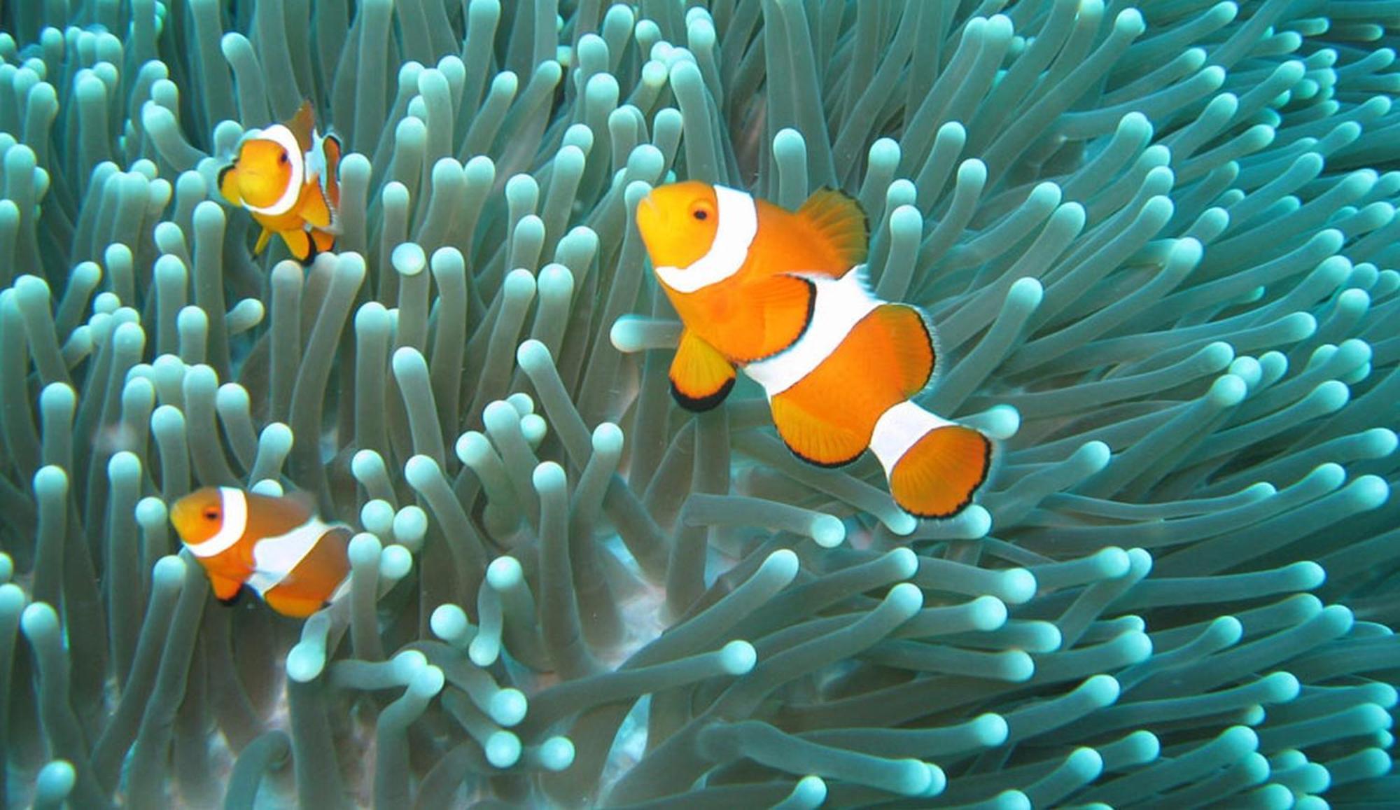 Gili Pirates Dive & Bnb Gili Trawangan Zewnętrze zdjęcie